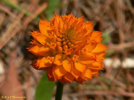 {Polygala lutea}